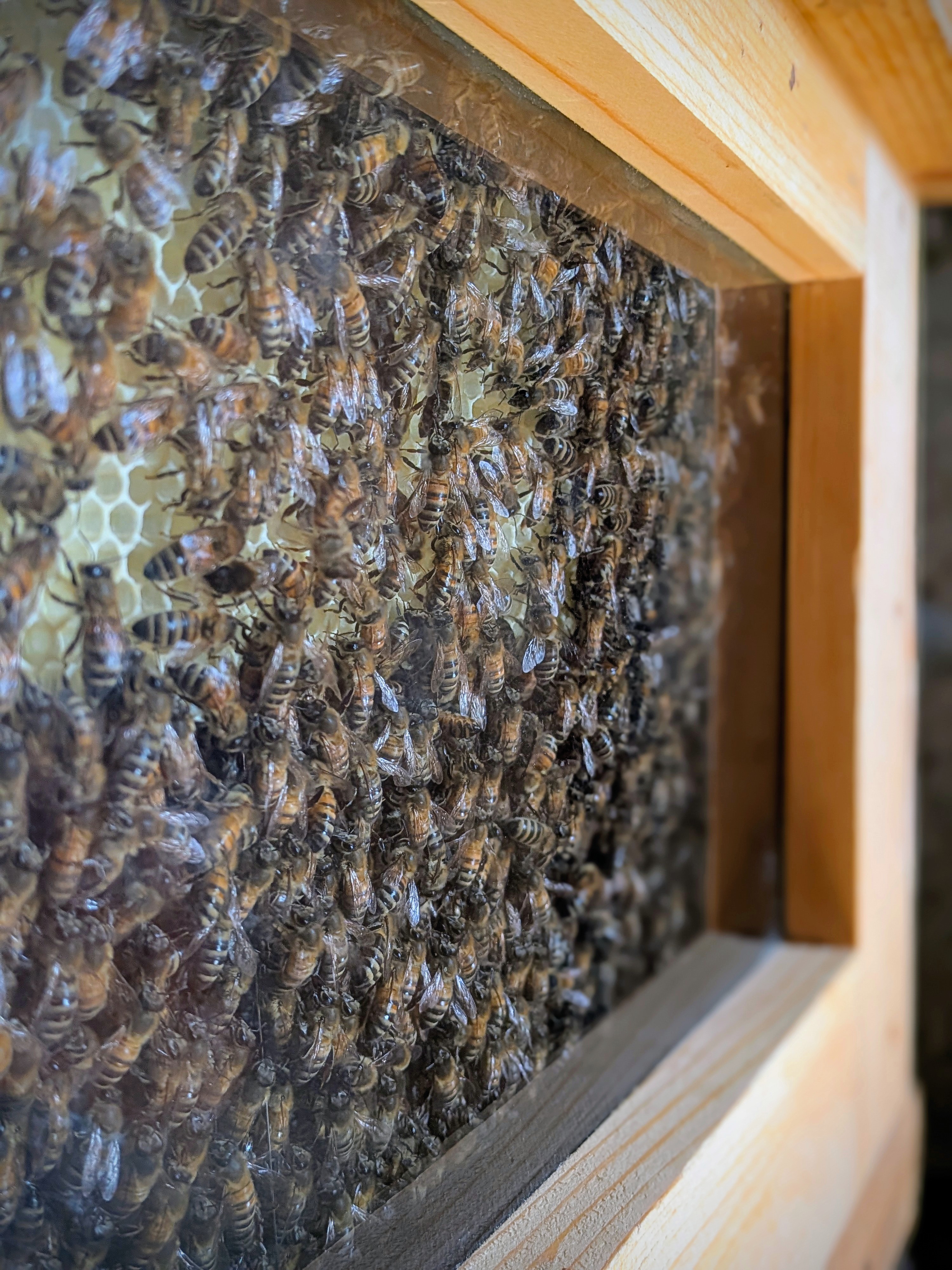 Photo 2 de La Ruche des Puys