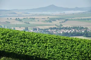 Vignoble Desprat Saint Verny — vue 2, activité à Veyre-Monton (Puy-de-Dôme)